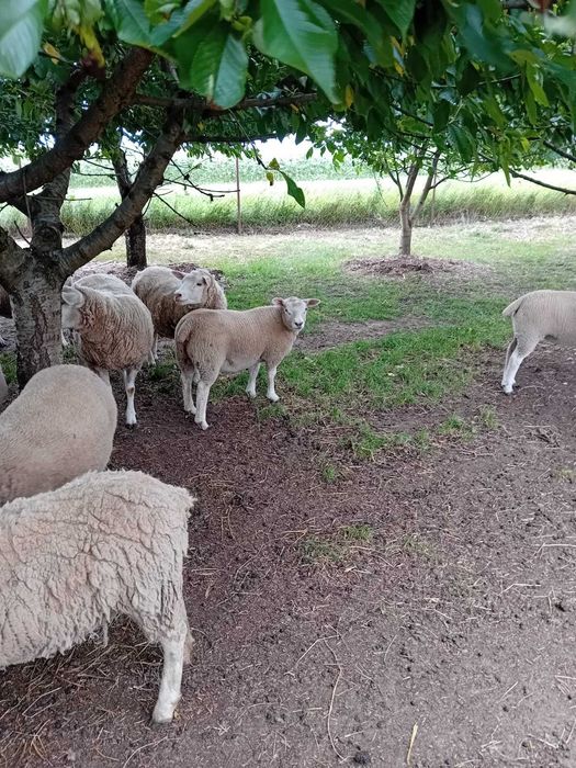Texel tineret  vârstă 6 luni