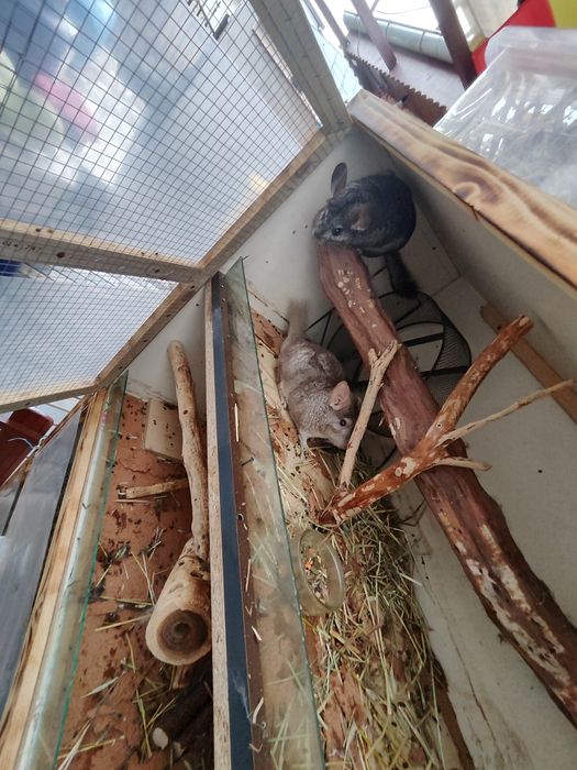 Cușcă mare 4 etaje + iepuri + chinchile – tot pachetul