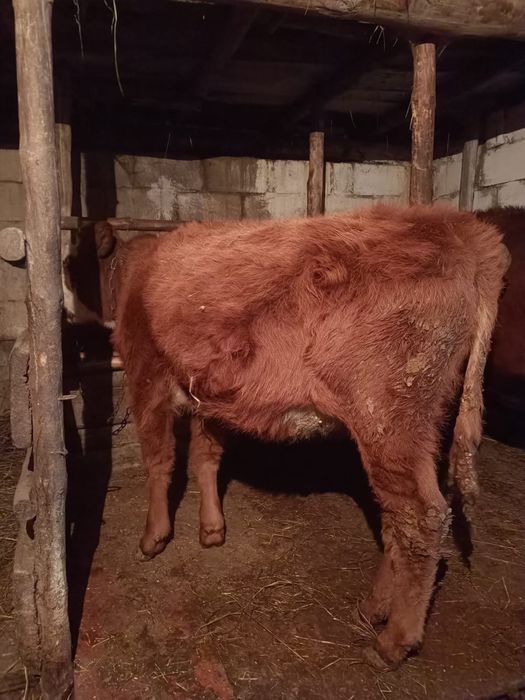 Бұзау сатам семиз