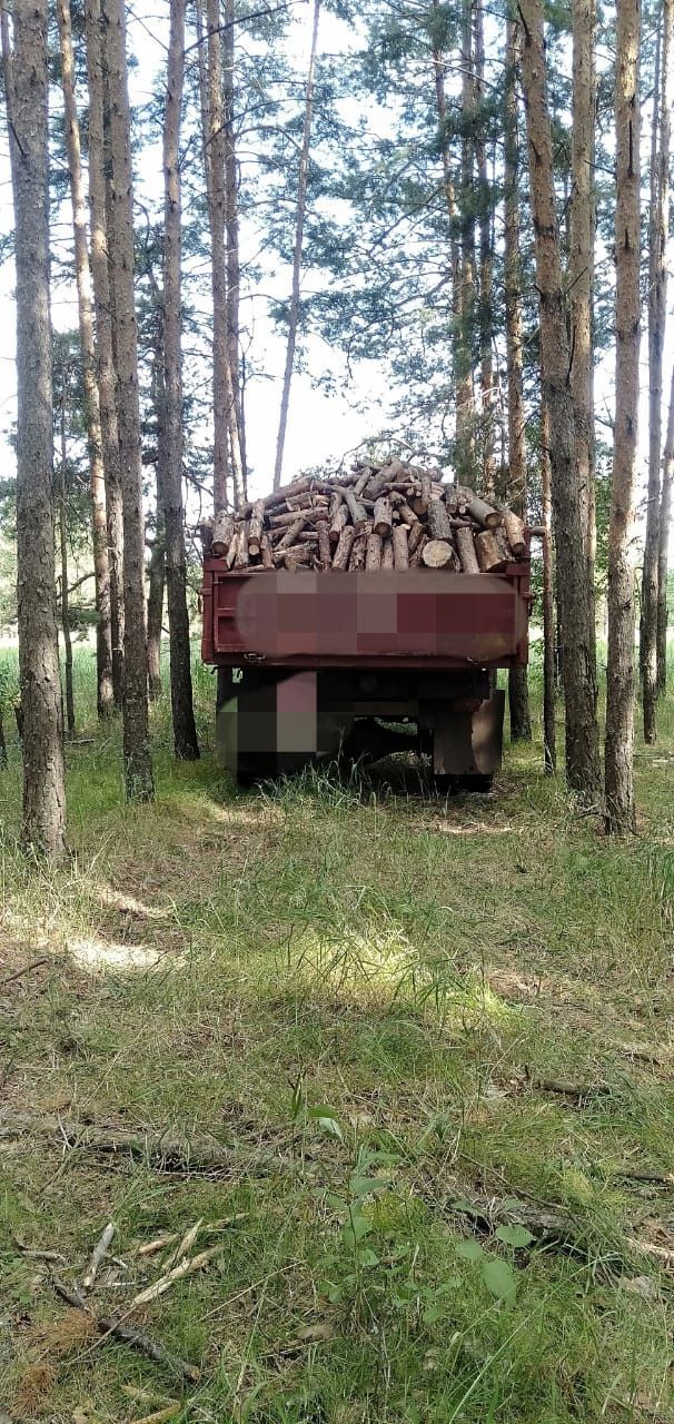 Продам дрова, сосна