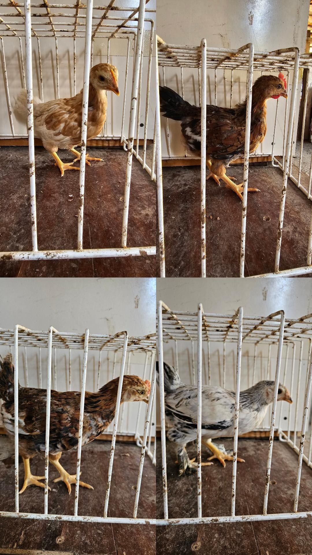 Пиленца на 1 месец