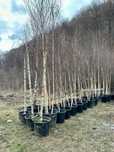 Plante ornamentale perfecte pentru grădini moderne