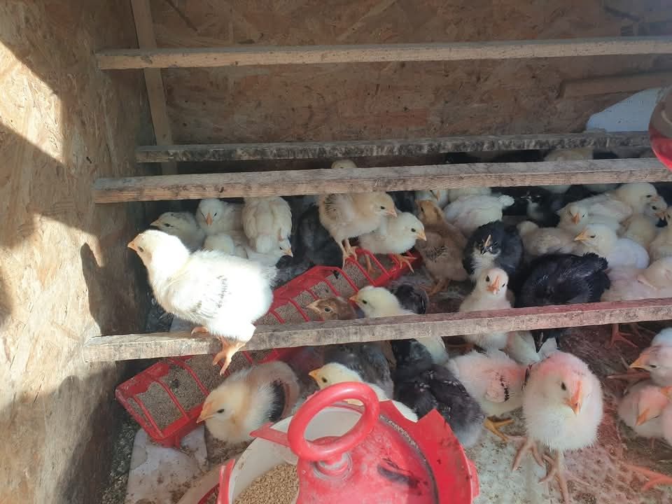 Pui AUSTRALORP dar și alte rase selectate de o săptămână