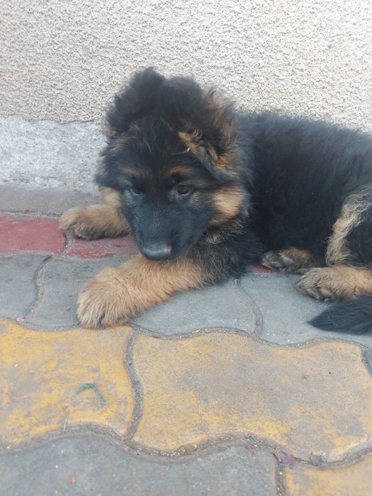 Свободни бебета чакат своите любящи стопани на 2,5м