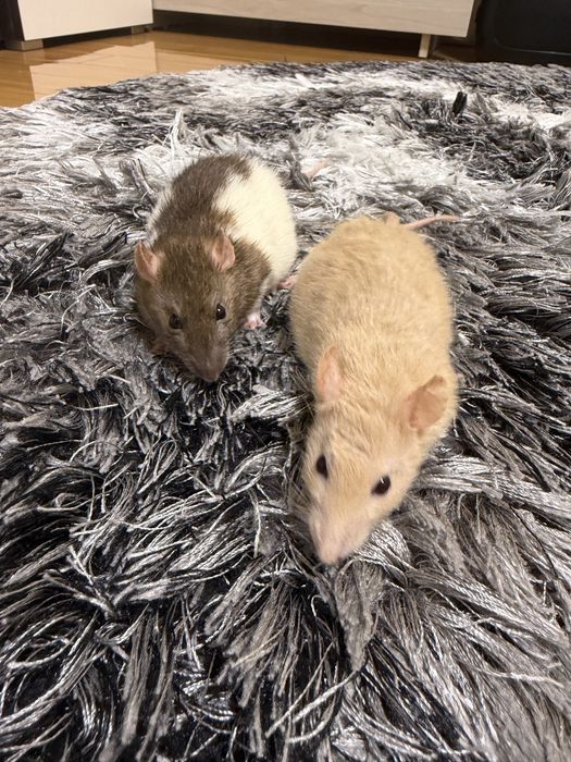 Sobolani de companie