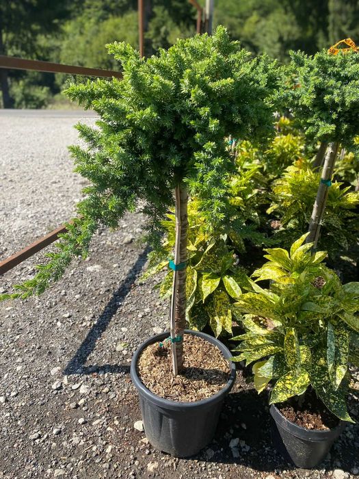 Plante ornamentale care oferă un aspect elegant grădinii tale