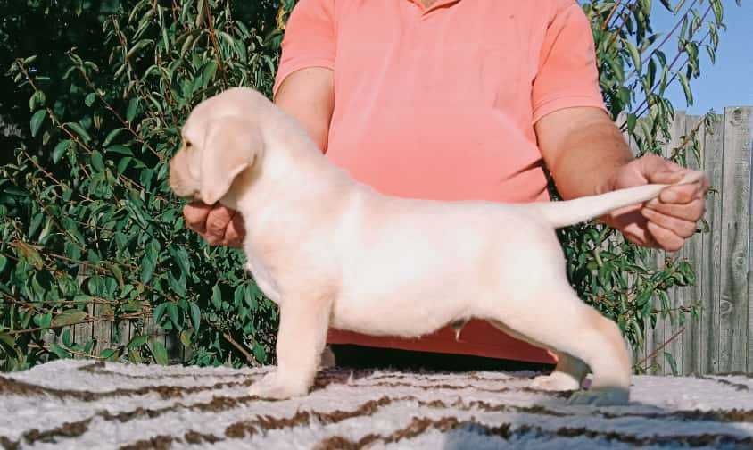 Labrador Retriever cu pedigree Tip A – canisă FCI Hidalgo’s Spirit