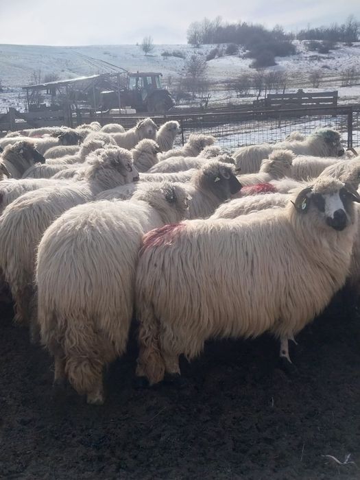 Vând 100 oi țurcane.