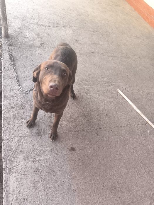 Кучугимни сотаман,Продам сабака