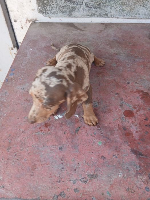 Teckel de dat 4 luni