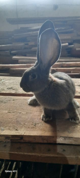 Iepuroi urias german