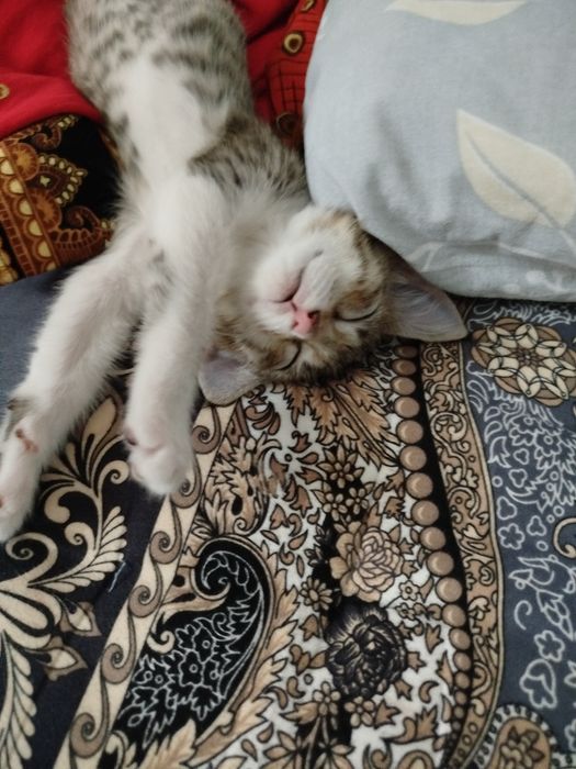 Кошка умная хорошие руки