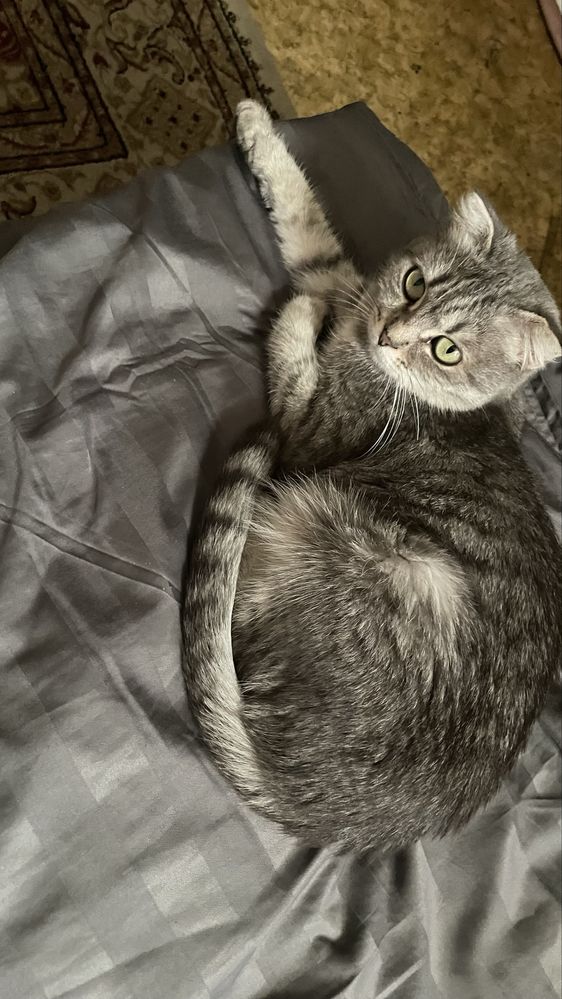 Кошка, кошка, кошка