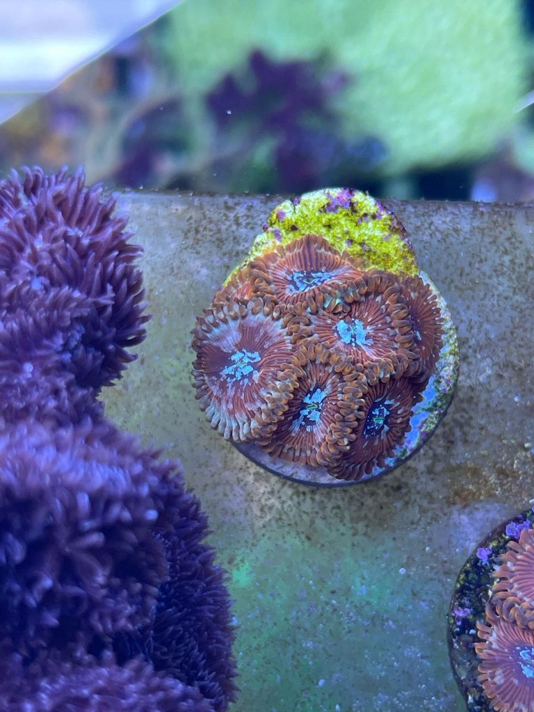 аквариумни корали - живи корали