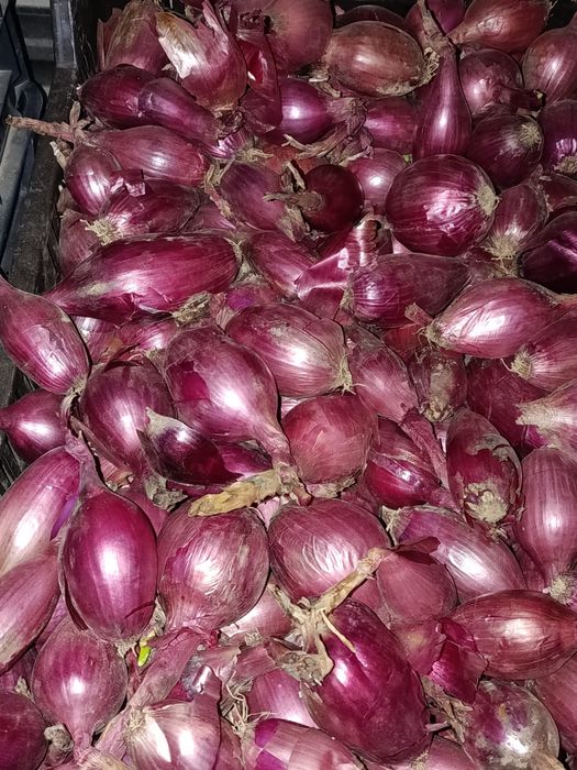 Ceapa rosie de apa lunguiata de vanzare