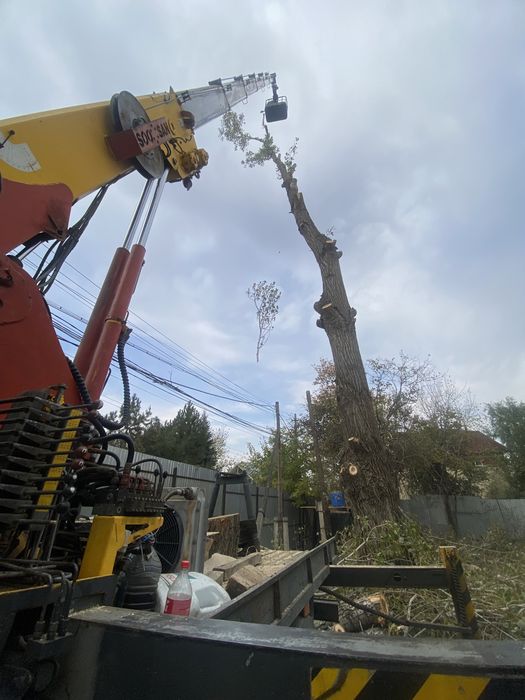 Спил деревевьев любой сложности