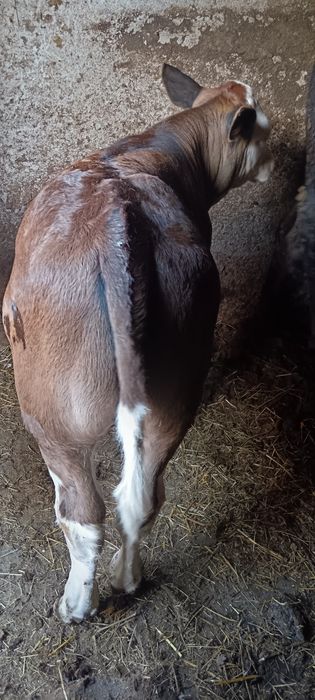 Viței Din Monta De Carne(Angus)