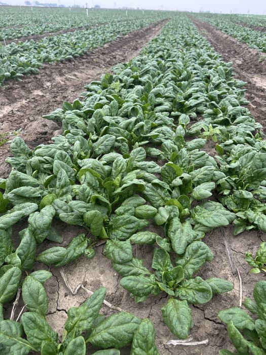 Spanac marar marar tija patrunjel