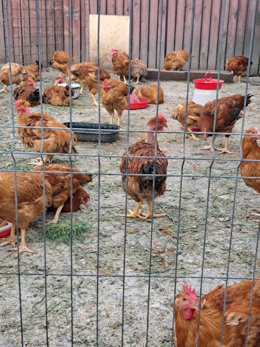 Cocoși și gaini de tara