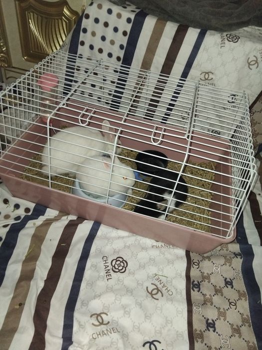 Karlik quyonlar uy ichida boqsa bo'ladi domda ham boqsa bo'ladigan