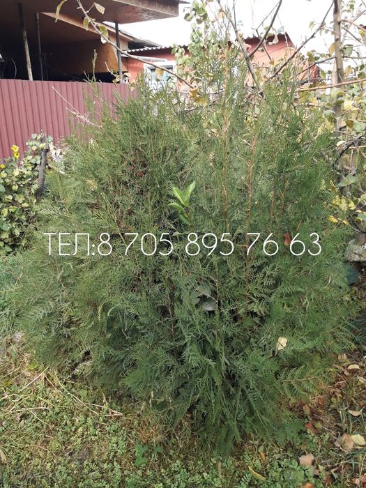 Ёлочка (туи) разных размеров