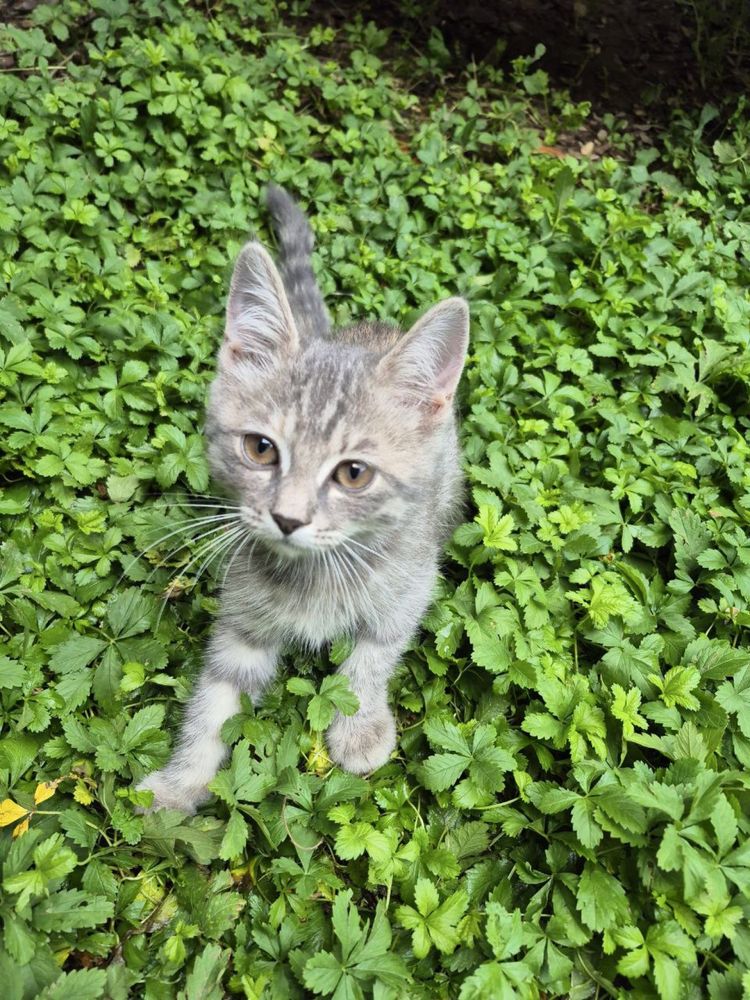 Отдаем котят и маму. Mushuklarni va onasini bervoramiz.