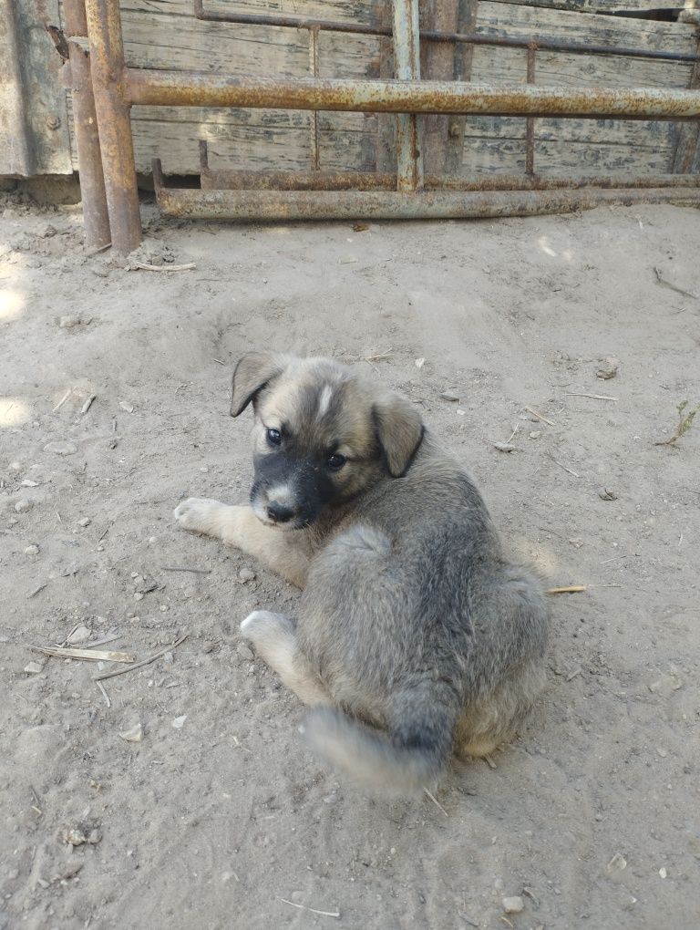 Kushikler satiladi