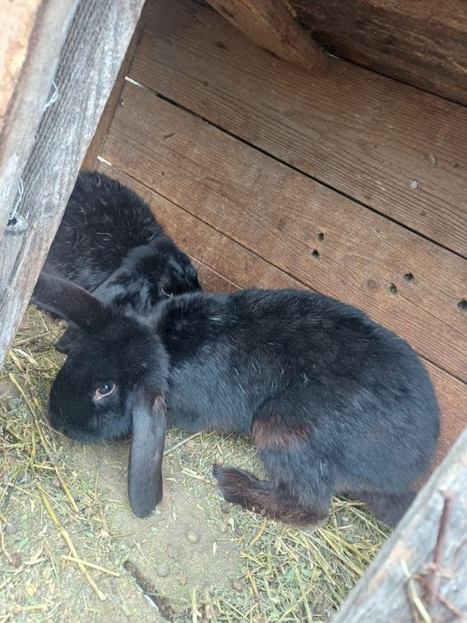 Masculi rasă berbec german