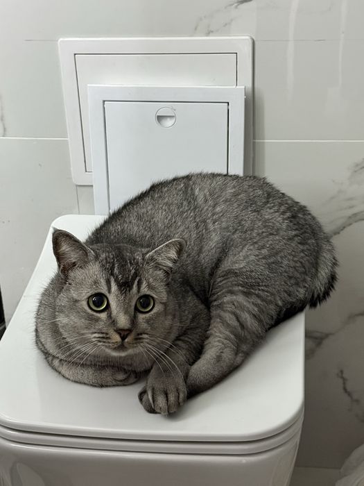 Отдам в хорошие руки