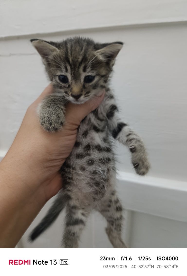 Uy mushukchalari xadyaga beriladi 3 ta bor