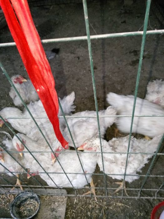 Дамашни товула сотилади оладиганла тел килила