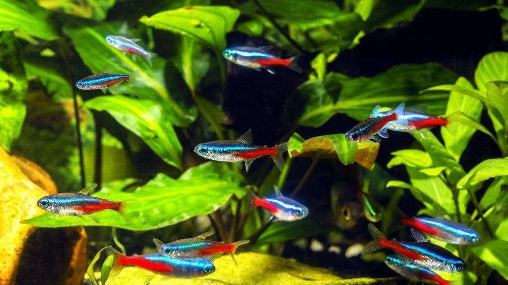 Тетра неоны голубые