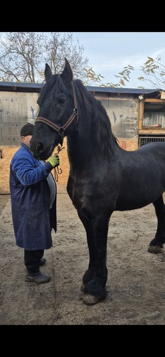 Armasar friesian