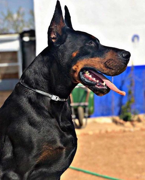 Pui de Doberman European