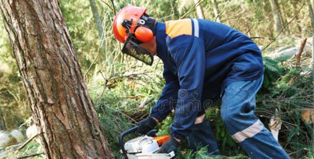 Спил деревьев обрезка деревьев ағаш кесеміз құлатамыз