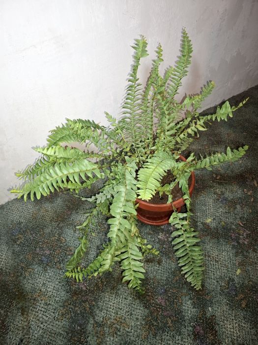 Продам свои комнатные растения срочно