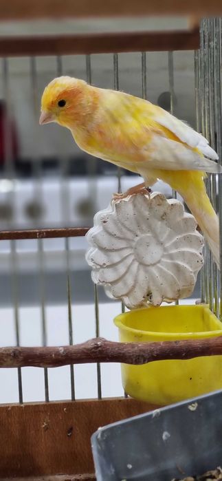 Кенар шмель взрослый с пением щегла/Кокил сайро шмел нар канарейка