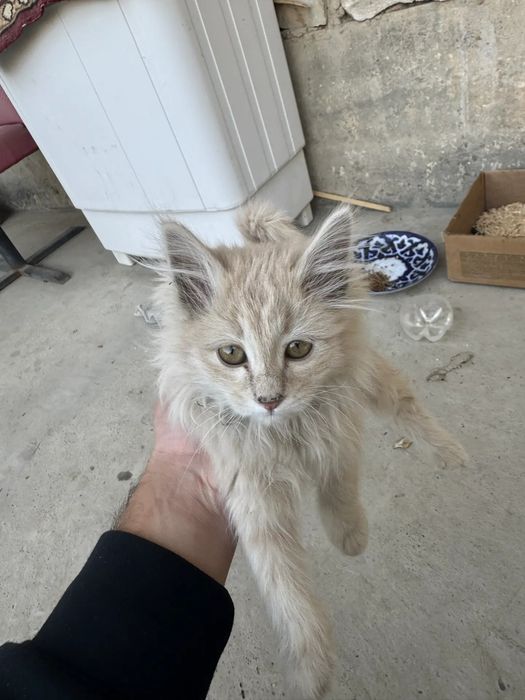 Котёнки, самка и самец, не родственники