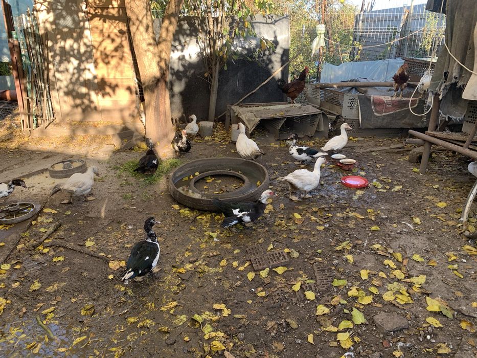 Vand rate mute ( lesesti )