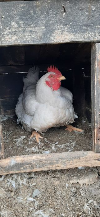 Vând 2 cocosi și 2 gaini