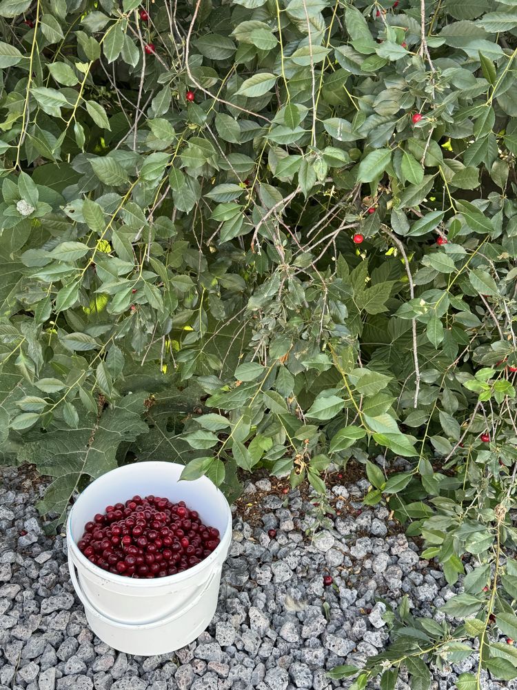 Продам вишню , крупная,