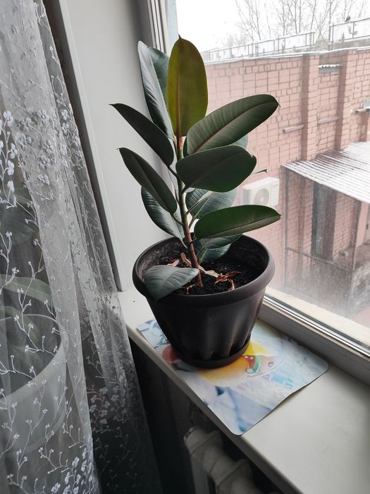 Продам фикус комнатный