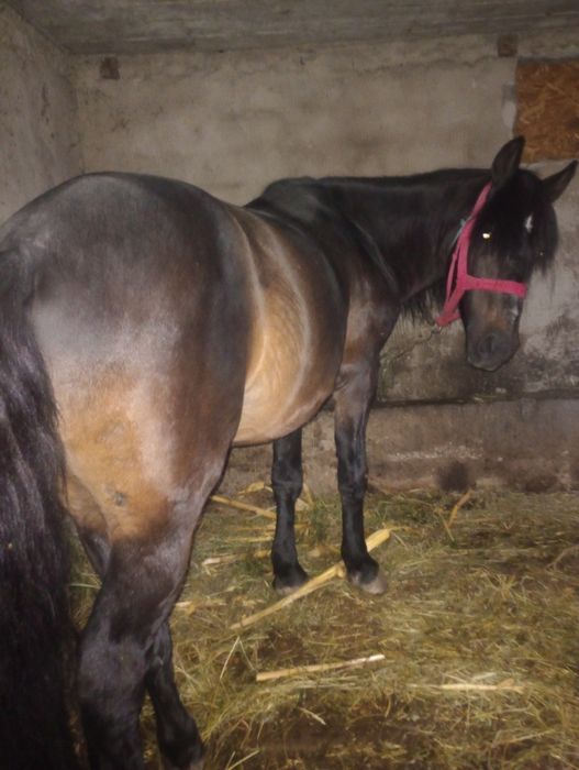 Cal ne castrat an vârstă de 5 ani.8000 lei