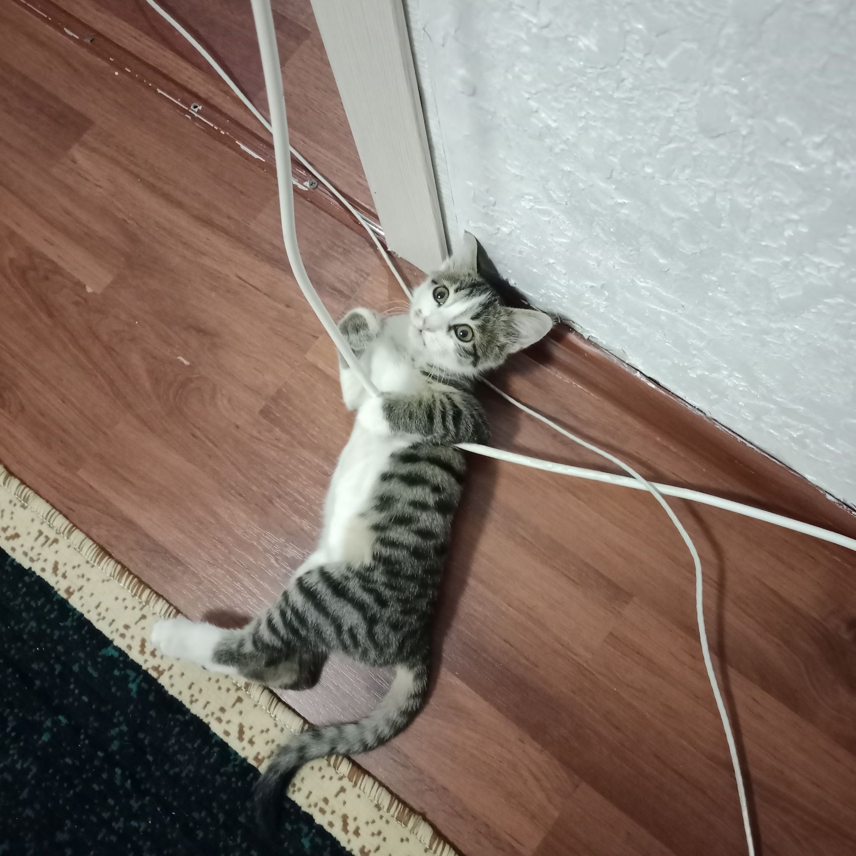 4 месяцев европейский кот