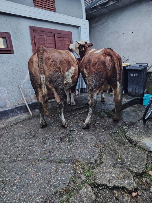 Vand juninci baltata romanesca