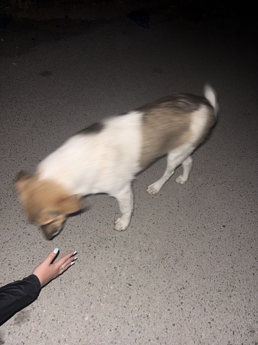 Женско куче на шест месеца