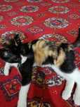 Котёнок в добрые руки!