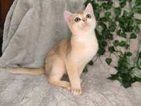 Vand baietel British shorthair golden chinchilla cu pedigree