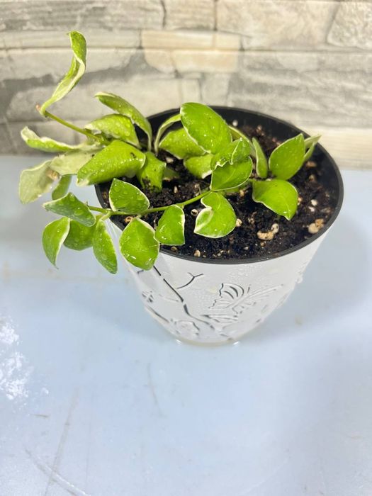 Продается хоя хешкилиана и альбомаргината