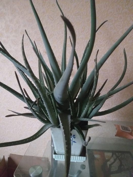 Алоэ Вера четырех летний